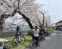 【土日限定。春の桜を巡る案内ガイド付きサイクリング in 佐鳴湖公園】