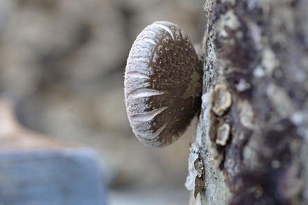 椎茸