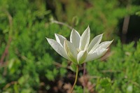 藤の花