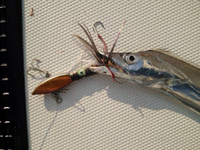 釣果報告 2015/09/14 16:55:31