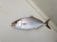 解散… 2015/08/30 05:38:53