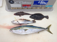 久々に… 2016/09/16 16:30:53