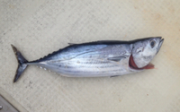初物 2015/09/03 15:49:26