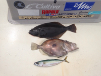 魚はどこへ？？ 2016/07/12 22:22:42