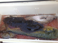 色々… 2016/07/31 18:04:40