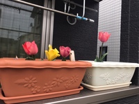 4/11 浜松駅前店「育ちました！」 2019/04/11 19:41:00