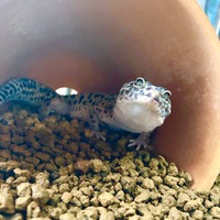 7/12　磐田店　【ペット】 2019/07/12 17:36:41