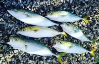 9/5　磐田店　【おいしい青魚】 2019/09/05 17:06:45