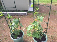 5/24 掛川店　家庭菜園 2018/05/24 13:07:18
