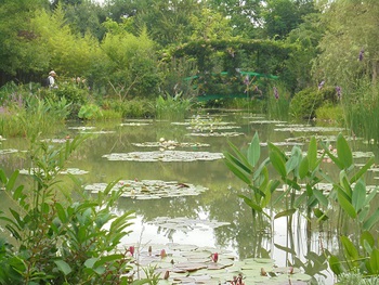 満開のひまわり畑 in 浜名湖ガーデンパーク