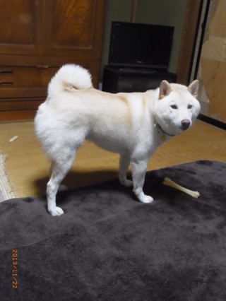 Ar Hair デブ犬