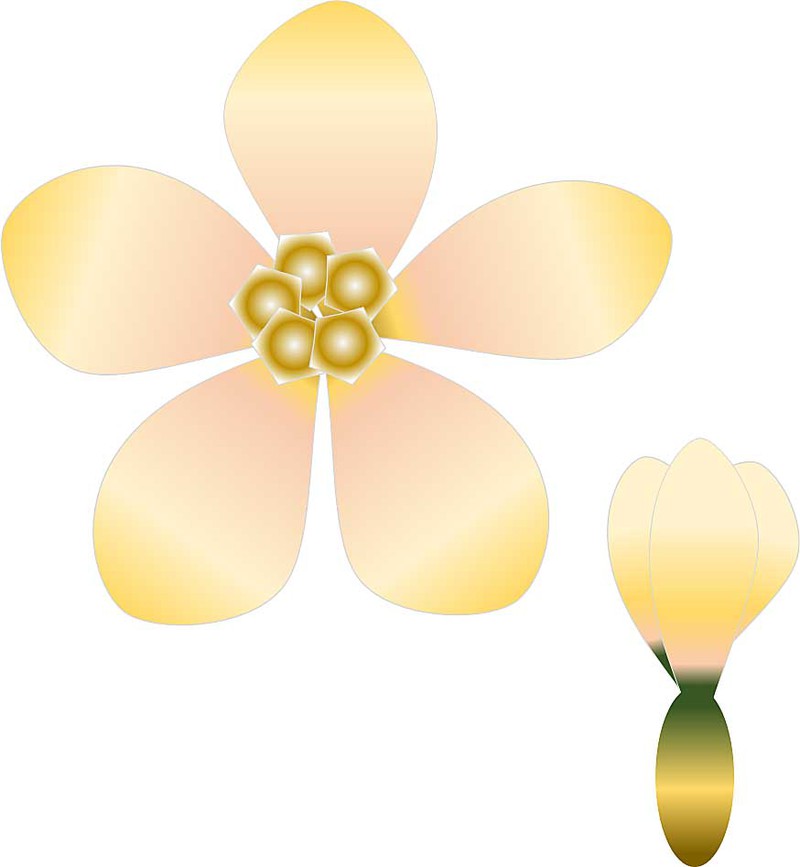4帖　夕顔　花とつぼみ