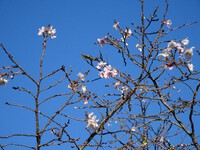 「獅子ヶ鼻公園」で咲く十月桜