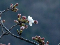 佐久間ダムのソメイヨシノ