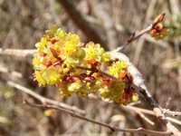 アブラチャンの花