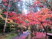 赤い紅葉