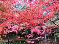 赤い紅葉