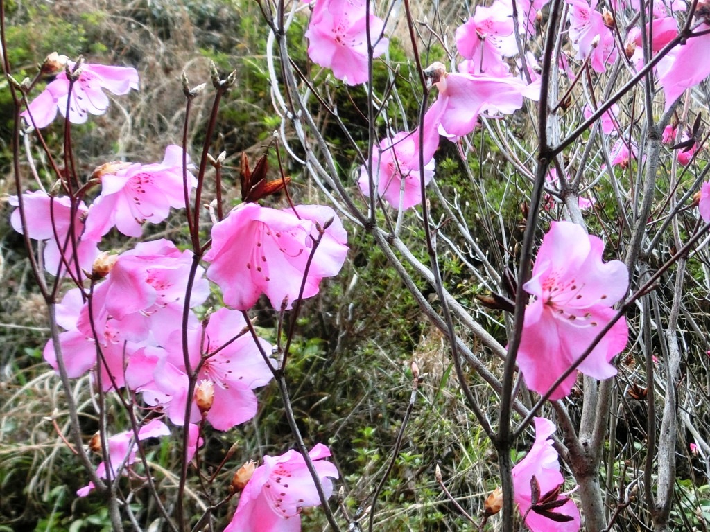 北遠の春の花探し アカヤシオ L 自然と歴史の中を歩く