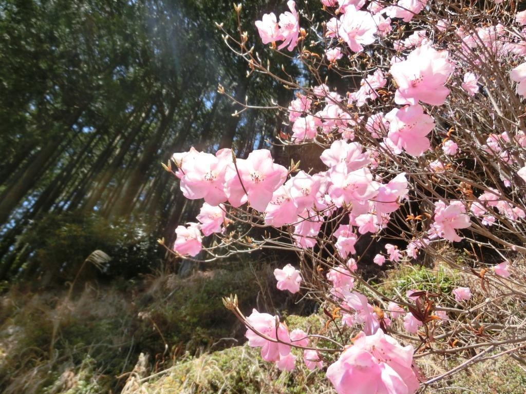 二本杉峠で咲くアカヤシオの花 L 自然と歴史の中を歩く