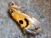 アケビコノハ
