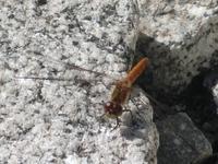 アキアカネ