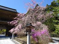 秋葉神社上社の枝垂桜