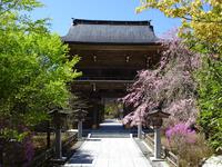 秋葉神社上社の枝垂桜