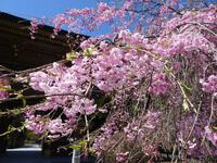 秋葉神社上社の枝垂桜