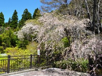 秋葉神社上社の枝垂桜