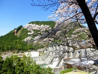 「秋葉ダム湖と千本桜」