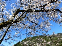 「秋葉ダム湖と千本桜」
