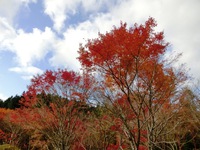 秋葉神社上社の紅葉