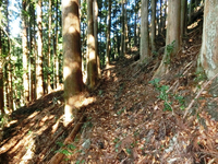杉木立の古道