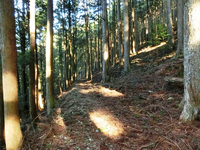 杉木立の古道