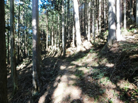 杉木立の古道