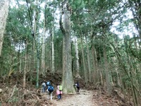 杉の巨木