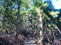 斜めの筋模様の秋葉杉