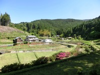 ウスバシロチョウが飛ぶ茶園と水田