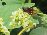 アレチウリの花で吸蜜するイチモンジセセリ