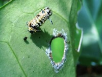 死んでしまったアサギマダラの幼虫