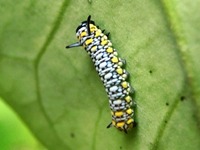 アサギマダラの越冬幼虫