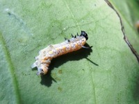死んでしまったアサギマダラの幼虫