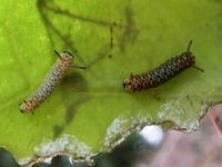 アサギマダラの幼虫