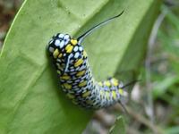 アサギマダラの越冬幼虫