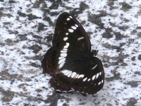 アサマイチモンジ
