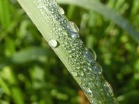 朝露の水滴