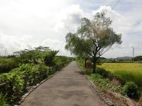 跡川の柳