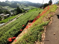 茶畑の脇で咲く彼岸花