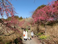 龍尾神社のしだれ梅