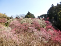 龍尾神社のしだれ梅